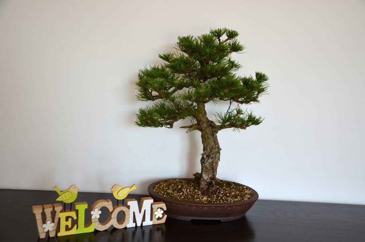 波尔托罗Bonsai House公寓 外观 照片